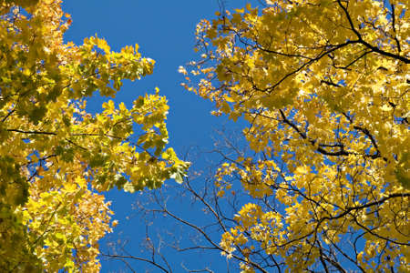 Yellow maple leaves against blue skyの写真素材