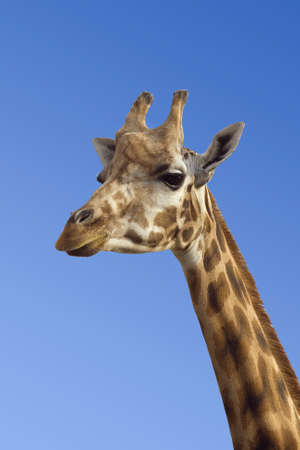Giraffe's neck and head against clear blue skyの写真素材