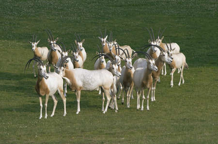 Herd of antelopes grazing on a meadowの写真素材