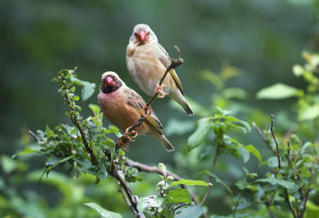 Two red-billed queleas sitting in a bushの写真素材