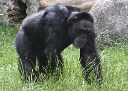 Adult black gorilla walking on grass in a zooの写真素材
