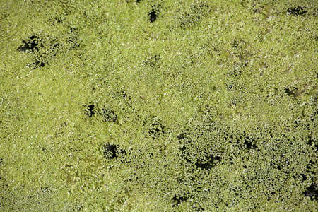 Green duckweed in dead-water of a lakeの写真素材
