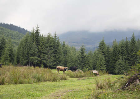 Cow pasturing in Carpathian mountains in a foggy dayの写真素材