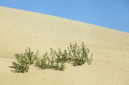 Plants growing in the sand adapted to the hot climateの写真素材