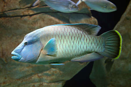 Close-up of an exotic fish swimming in the aquarium