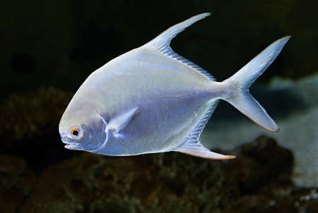 Close-up of an exotic fish swimming in the aquariumの写真素材