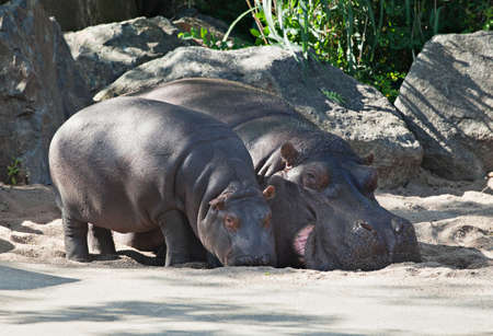 Two hippos, mother and child in a zoo