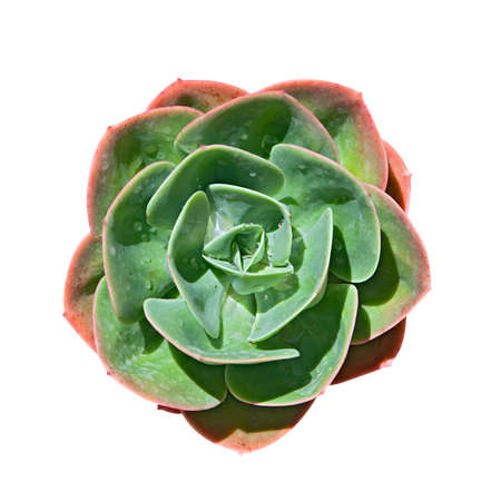 Houseleek (sempervivum) isolated over white backgroundの写真素材