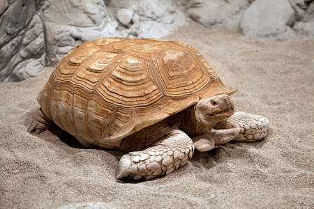 Big land tortoise crawling in the sandの写真素材