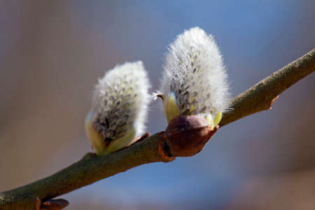 Buds of a pussy-willow against blue skyの写真素材