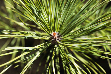 Close-up of pine bud in the springの写真素材