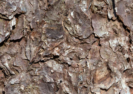 The close-up of a pine bark for texture or background
