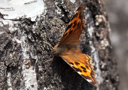 Vanessa atalanta butterfly on a birch bark in the springの写真素材