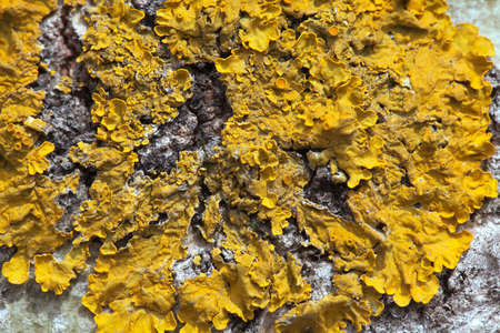 Macro shot of yellow lichen on a treeの写真素材