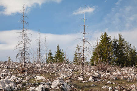 Dead forest in the mountains on rocky groundの写真素材