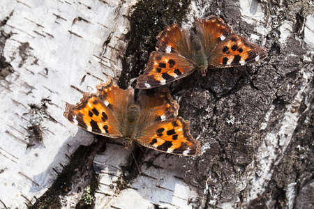 Vanessa atalanta butterfly on a birch bark in the spring
