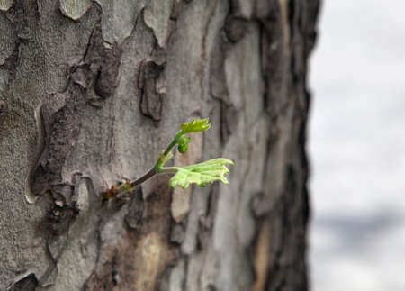 Close-up of an only leaf on a sycamore trunkの写真素材