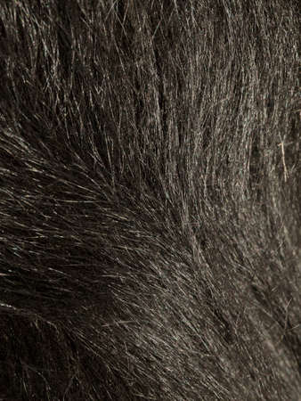 Close up of a blsck dog hair, texture