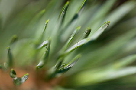 Close up of pine needles after rain