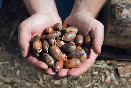 Hands with germinated acorns, ready to plant