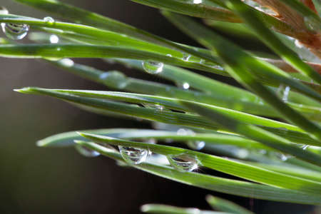 Close up of pine needles after rain