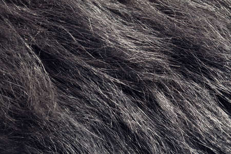 Close up of a blsck dog hair, textureの写真素材