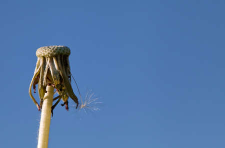 Fluffy head of dandelion against green grassの写真素材