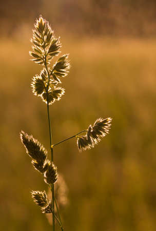 Blade of grass in the backlight at sunsetの写真素材