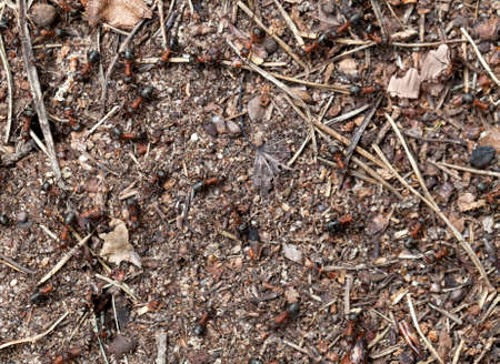 Many ants crawling on te ground, close-up