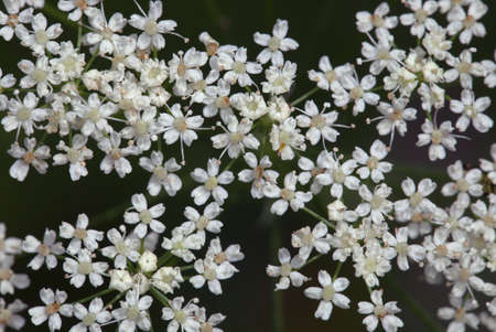 Saxifrage white flowers close-up, view from aboveの写真素材