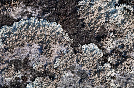Gray lichen on a stone, macro shot