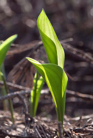 Lily of the valley in spring in backlight