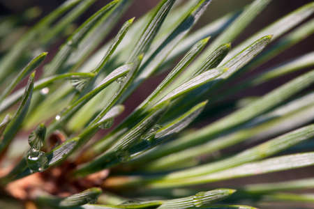 Close up of pine needles after rain