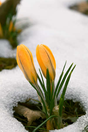 A fresh crocus flower in the snowの写真素材