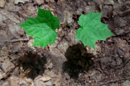 The close-up of a maple sprout in the springの写真素材
