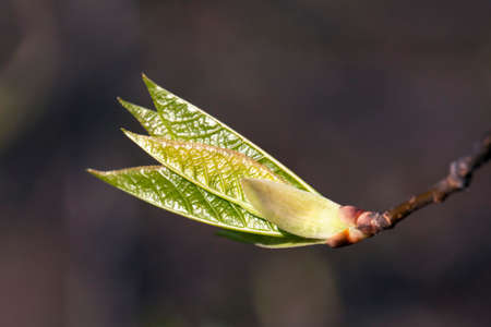The close-up of young leaves in the springの写真素材