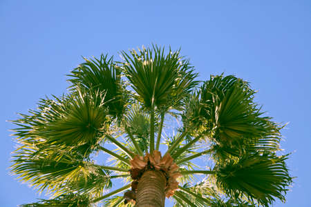 Old palm-tree against clear blue sky, view from belowの写真素材