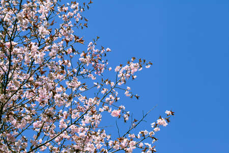 Sakura branches with flowers against blue sky