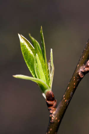The close-up of young leaves in the spring
