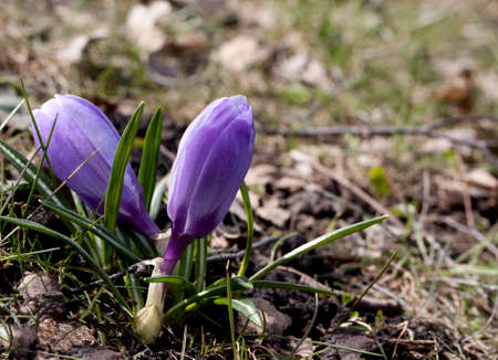Fresh crocus flowers on a sunny spring day