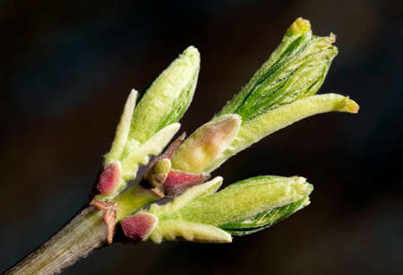 The close-up of young leaves in the spring