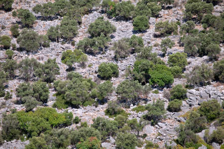 Mountain wall with trees on a sunny dayの写真素材
