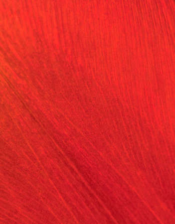 Vibrant close-up of a red flower petalの写真素材