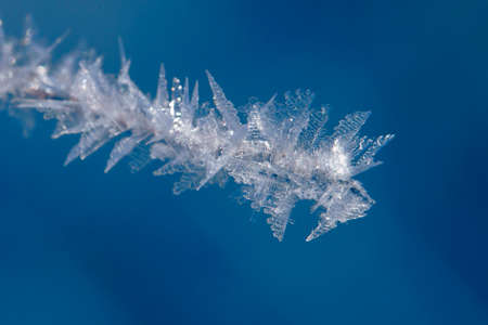 Twig covered with ice crystals, macro shot