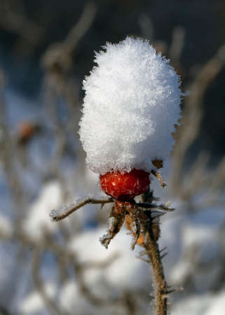 Rosehip berry covered with fresh snow, close-upの写真素材