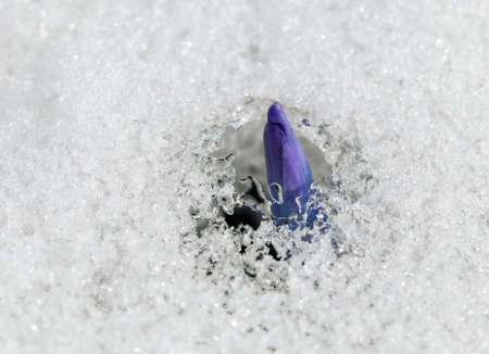 A fresh crocus flower in the snowの写真素材
