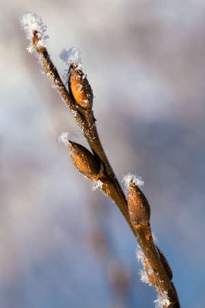 Frosty twig with buds in the early spring, macro shotの写真素材