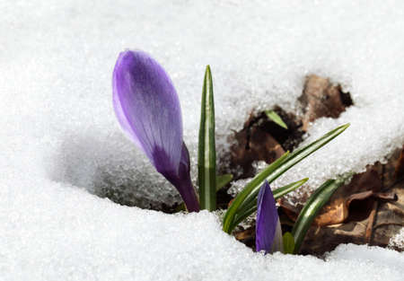 A fresh crocus flower in the snowの写真素材