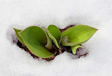 Crocus leaves in the snow