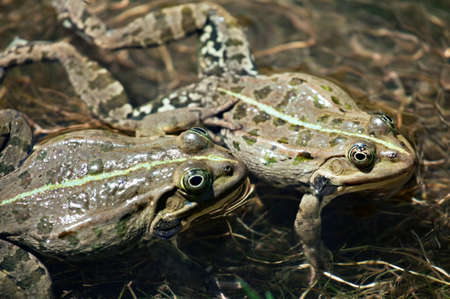 Two frogs matingの写真素材
